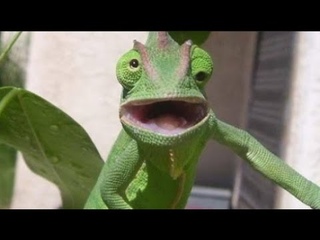 СЕШНЫЕ ДРУЗЬЯ ЖИВОТНЫЕ 😹 ! ЛУЧШИЕ ПРИКОЛЫ 2020! FUNNY ANIMALS
