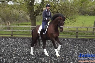 How to start the flying changes dressage