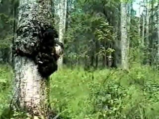 14. Лечебные растения Чабрец и Чага.