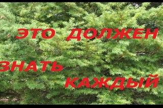 ПРИЗНАКИ ГРИБКОВОГО ПОРАЖЕНИЯ.  Чем страшны грибы аспергиллы?