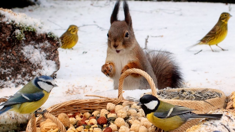 Winter fun with Fluffy Squirrels Cute Little Birds 10 Hours Cat Dog