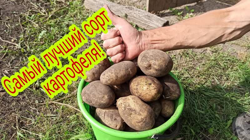 Картофель сорта Удача завалил