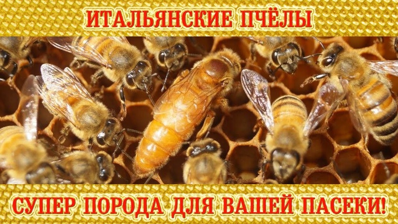 Итальянские пчёлы супер порода для вашей пасеки , Italian bees a