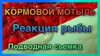 Кормовой мотыль.Стаи рыбы под лункой.Подводная съемка.