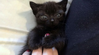 Люди спасли необычного котенка, он оказался похожим на инопланетянина!