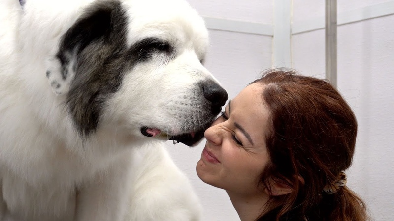 Giant dog HATES the