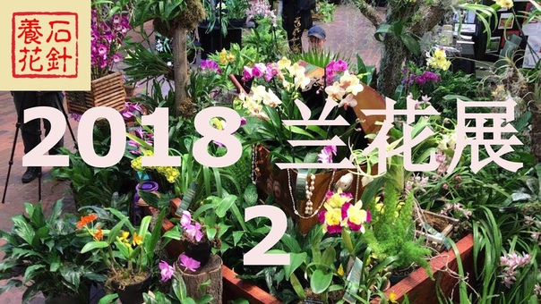 多伦多2018兰花展 卡特兰 SOOS ORCHIDS SHOW 2018