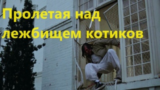 Пролетая над лежбищем котиков