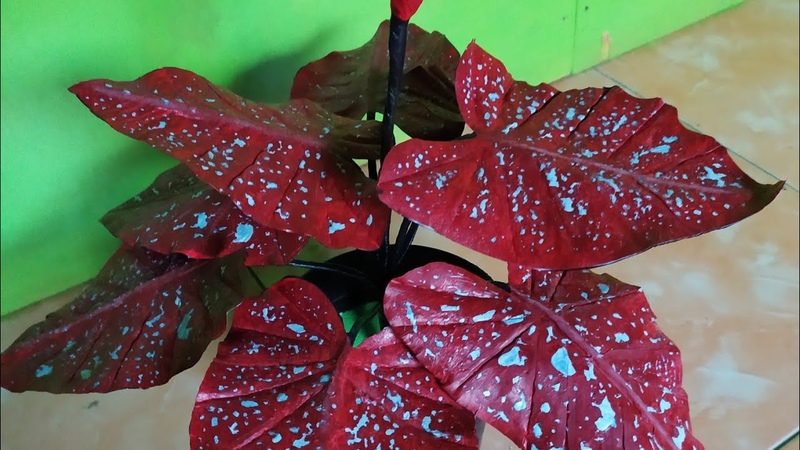 DIY tutorial keladi cantk merah dari plastik