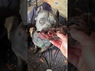 Мои серые сегодня устали. Титан с подрезом лапы был дома с сыном . #cane #tttt #канекорсо