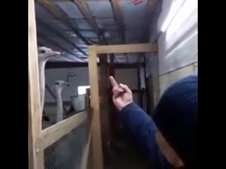 Страус, очень опасная птица. А этот мужик знает секретный приём от них. Запоминаем, мало ли кому то пригодится это в жизни!