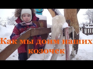 Уход за козами // Станок для дойки // Как мы доим коз // Деревня