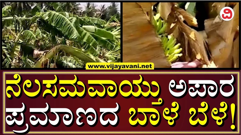 Heavy Rain Destroys Banana Crop In Haveri, ವರ ಣನ ಆರ ಭಟಕ,