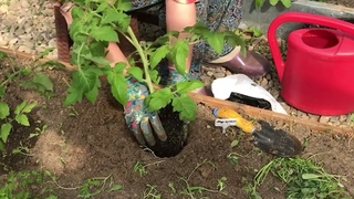 Посадка томатов. Что добавить в лунку.