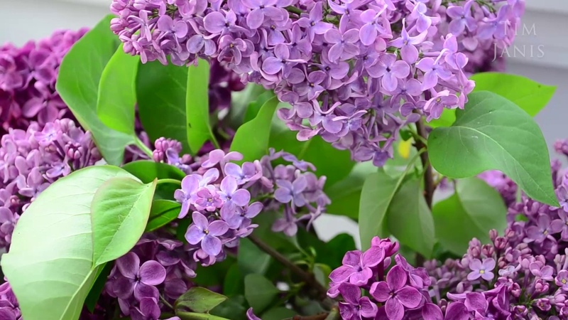 Peaceful Music, Relaxing Music, Instrumental Music Happy Mothers Day with Love by Tim
