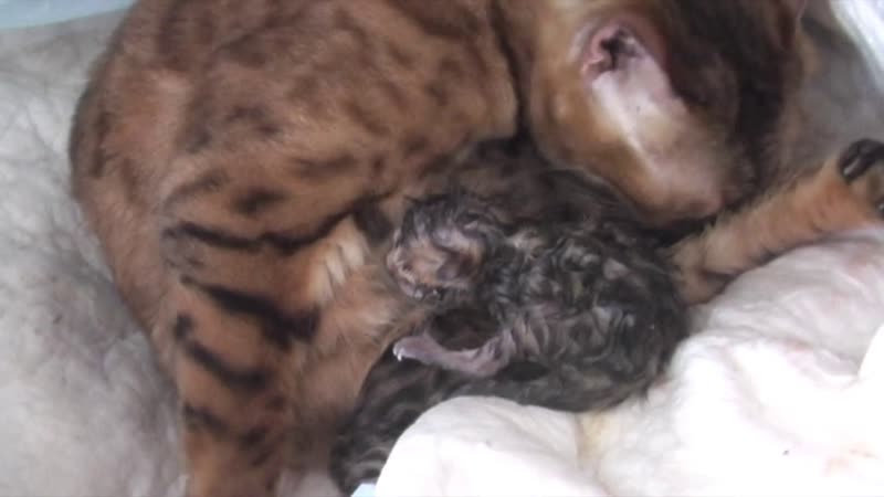 Затянувшиеся роды Клеопатры бенгальской кошечки питомник
