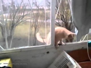 Кот-Паук | Spider Cat