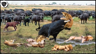 Angry Buffalo Herd Surrounded Lion’s Family To Rescue Baby Buffalo
