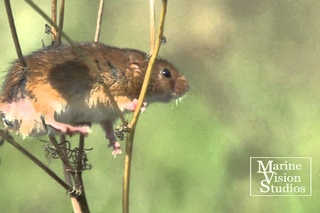 Harvest Mice  ( Micromys minutus )