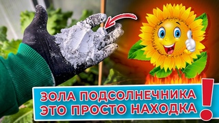 Зола подсолнечника  это просто находка. Супер удобрение
