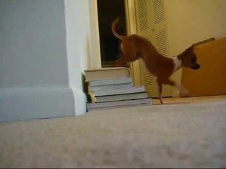 Dog Handstand Training