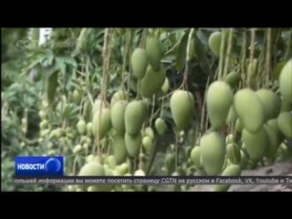 В Китае получили новые сорта манго с помощью метода космической селекции
