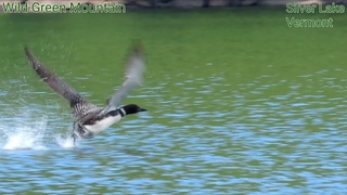 Loon Flying Water Take Off