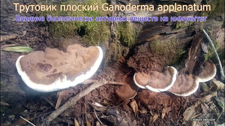 Трутовик плоский Ganoderma applanatum Влияние биологически активных веществ на иммунитет