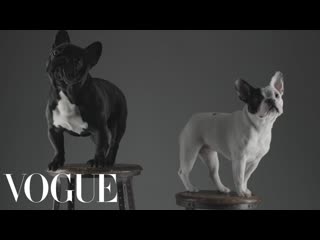 Doggie Style: The Stylish Dogs of Westminster
