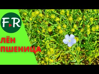 Зачем ягоднику зерновые Лён масличный в Калужской области от КВН-АГРО