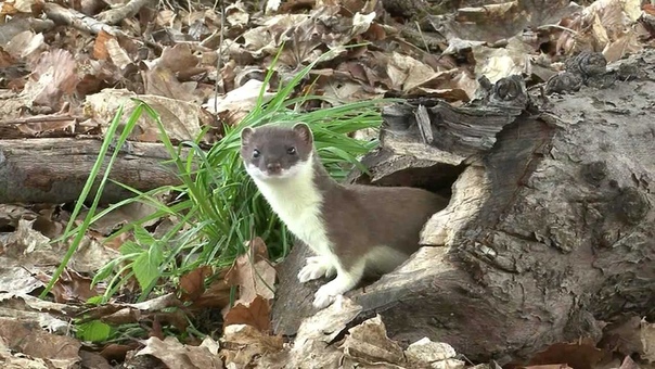 Stoat, Горностай, Mustela