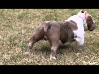 Riff Raff (The baddest American bully in the world