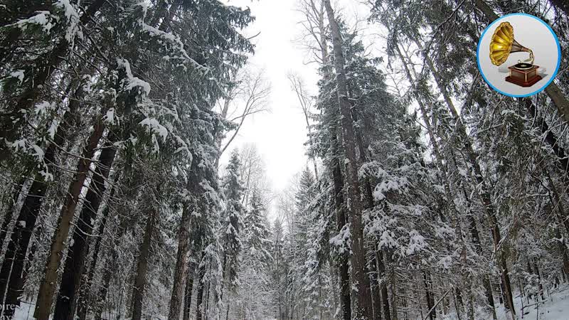 Birdsong in the winter forest, 10 hours for a good nights