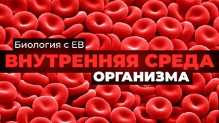 Внутренняя среда организма человека. Серия углубленных лекций для ЕГЭ по биологии 2024
