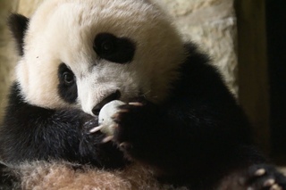 Why do we find giant pandas so cute? - Super Cute Animals: Preview - BBC One
