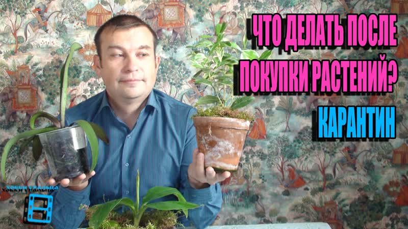 КАРАНТИН. ЧТО ДЕЛАТЬ С КОМНАТНЫМИ РАСТЕНИЯМИ ПОСЛЕ ПОКУПКИ