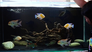 HOW TO SETUP AN AQUARIUM || BEST CICHLID TANK SETUP || 5FT AQUARIUM SETUP || GEOPHAGUS TANK SETUP
