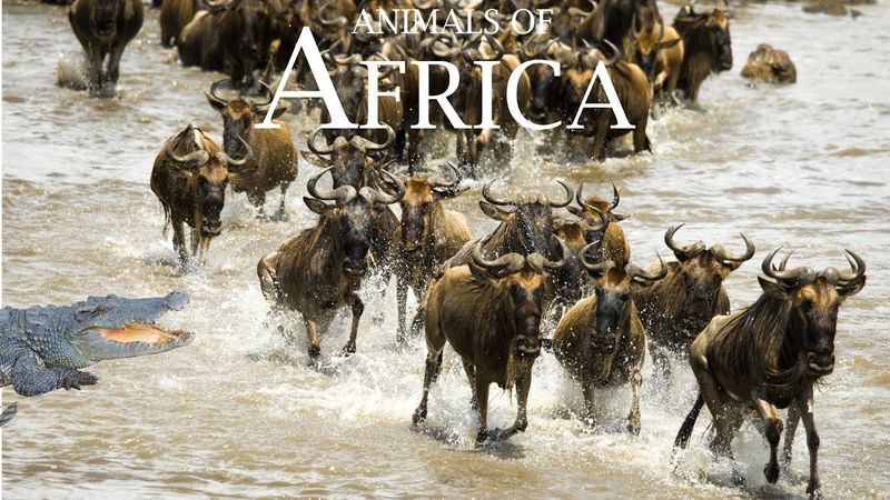 Wildlife 4 K: MASAI MARA NATIONAL RESERVE, KENYA Scenic Wildlife Film With African
