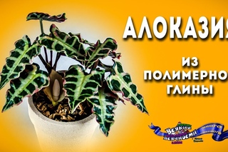 Алоказия из полимерной глины | мастер-класс