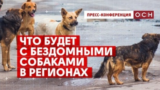 Что будет с бездомными собаками в регионах Платошкин Цыбенко Рубцова