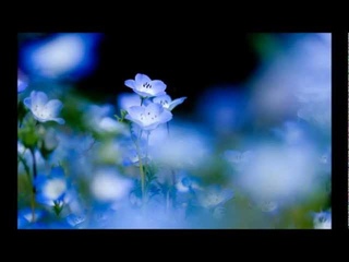 ГалинаКузоро ВИКТОР ДАВИДЗОН НЕЗАБУДКА.wmv