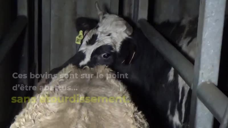Abattage rituel halal sans étourdissement en France au nom de lislam, grande religion de paix, de respect et