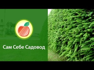 Живая изгородь из ели