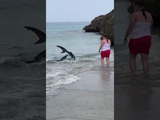 IMPACTANTES IMAGENES ¡¡¡TIBURON DE MAS DE 3 METROS EN MENORCA!!! JAMAS VISTO!!