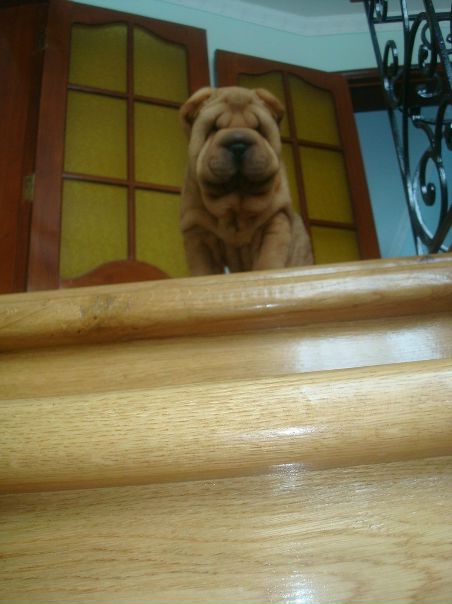 №13, Тайшен Шарпей №13, Тайшен Шарпей