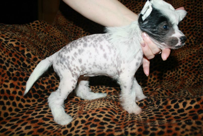 Дмитрий Липов | Зеленоград