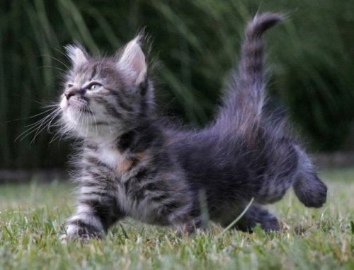 Наталья Рогова | Москва