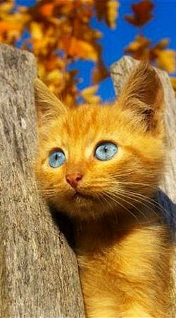 Алёна Вредина Solnce | Гнивань