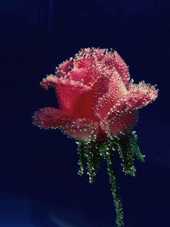 Яна Пiонтковська фото профиля #4