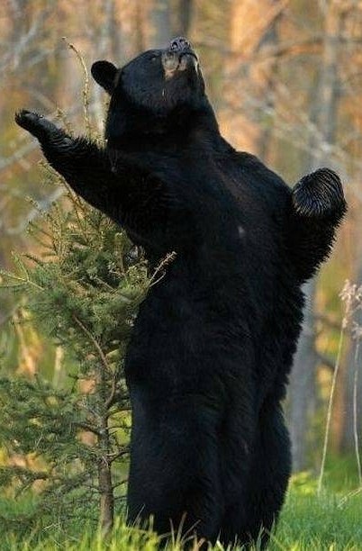 Медвед Утробин - Лохматый | Ижевск